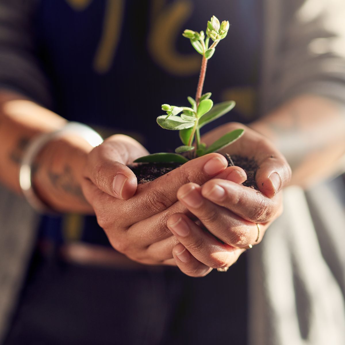 Hands holding a small plant symbolizing the evolution of the egg freezing process, representing growth and advancement in fertility preservation.
